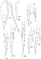Espce Ctenocalanus vanus - Planche 4 de figures morphologiques