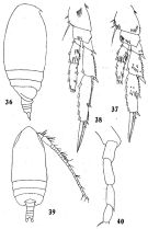 Espce Acrocalanus monachus - Planche 2 de figures morphologiques