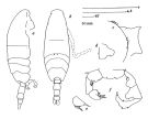 Espce Acartia (Acartiura) simplex - Planche 2 de figures morphologiques