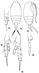 Espce Delibus nudus - Planche 5 de figures morphologiques