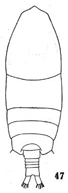 Espce Calocalanus pavo - Planche 4 de figures morphologiques