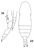 Espce Calocalanus plumulosus - Planche 5 de figures morphologiques