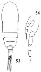 Espce Calocalanus pavoninus - Planche 6 de figures morphologiques