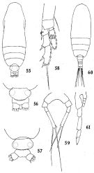 Espce Calocalanus contractus - Planche 3 de figures morphologiques