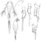 Espce Oithona similis-Group - Planche 6 de figures morphologiques