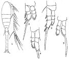 Espce Oithona decipiens - Planche 4 de figures morphologiques