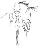 Espce Oithona attenuata - Planche 8 de figures morphologiques