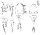 Espce Oithona simplex - Planche 10 de figures morphologiques