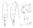 Espce Acartia (Acartiura) jilletti - Planche 2 de figures morphologiques