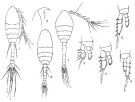 Espce Oithona brevicornis - Planche 15 de figures morphologiques