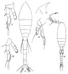 Espce Oithona plumifera - Planche 5 de figures morphologiques