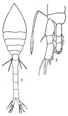 Espce Oithona setigera - Planche 6 de figures morphologiques