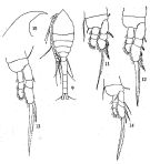 Espce Oithona vivida - Planche 4 de figures morphologiques