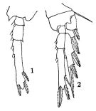 Espce Triconia similis - Planche 4 de figures morphologiques