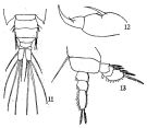 Espce Pachos punctatum - Planche 2 de figures morphologiques