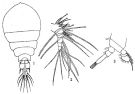 Espce Pachos punctatum - Planche 1 de figures morphologiques