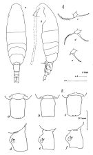 Espce Acartia (Acartiura) tranteri - Planche 1 de figures morphologiques