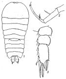 Espce Sapphirina nigromaculata - Planche 2 de figures morphologiques