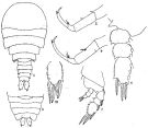 Espce Sapphirina scarlata - Planche 1 de figures morphologiques