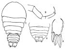 Espce Sapphirina opalina - Planche 2 de figures morphologiques