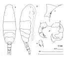 Espce Acartia (Acartiura) tranteri - Planche 2 de figures morphologiques