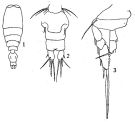 Espce Vettoria granulosa - Planche 4 de figures morphologiques