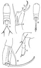 Espce Corycaeus (Corycaeus) speciosus - Planche 4 de figures morphologiques