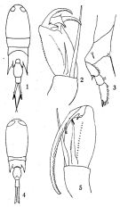 Espce Corycaeus (Corycaeus) crassiusculus - Planche 3 de figures morphologiques
