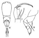 Espce Corycaeus (Corycaeus) vitreus - Planche 2 de figures morphologiques