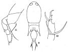 Espce Corycaeus (Monocorycaeus) robustus - Planche 2 de figures morphologiques