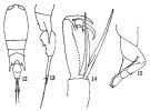 Espce Corycaeus (Agetus) flaccus - Planche 6 de figures morphologiques