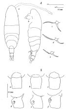 Espce Acartia (Acartiura) omorii - Planche 1 de figures morphologiques