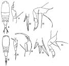 Espce Corycaeus (Ditrichocorycaeus) affinis - Planche 2 de figures morphologiques
