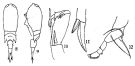 Espce Corycaeus (Ditrichocorycaeus) subtilis - Planche 2 de figures morphologiques