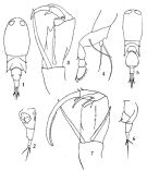 Espce Corycaeus (Ditrichocorycaeus) andrewsi - Planche 2 de figures morphologiques