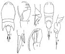 Espce Corycaeus (Onychocorycaeus) pacificus - Planche 3 de figures morphologiques