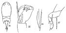 Espce Corycaeus (Onychocorycaeus) pumilus - Planche 1 de figures morphologiques