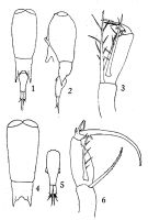 Espce Farranula rostrata - Planche 2 de figures morphologiques
