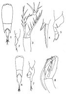 Espce Farranula concinna - Planche 2 de figures morphologiques