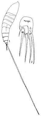 Espce Microsetella rosea - Planche 1 de figures morphologiques