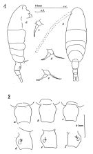 Espce Acartia (Acartiura) teclae - Planche 1 de figures morphologiques