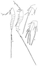Espce Macrosetella gracilis - Planche 2 de figures morphologiques