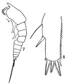 Espce Euterpina acutifrons - Planche 3 de figures morphologiques