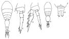 Espce Oncaea venusta - Planche 3 de figures morphologiques