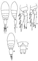 Espce Triconia conifera - Planche 7 de figures morphologiques