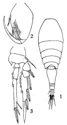 Espce Oncaea mediterranea - Planche 1 de figures morphologiques