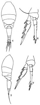 Espce Oncaea clevei - Planche 1 de figures morphologiques