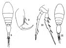 Espce Triconia dentipes - Planche 2 de figures morphologiques