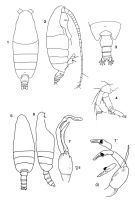Espce Pseudochirella hirsuta - Planche 1 de figures morphologiques