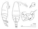 Espce Acartia (Acartiura) teclae - Planche 2 de figures morphologiques